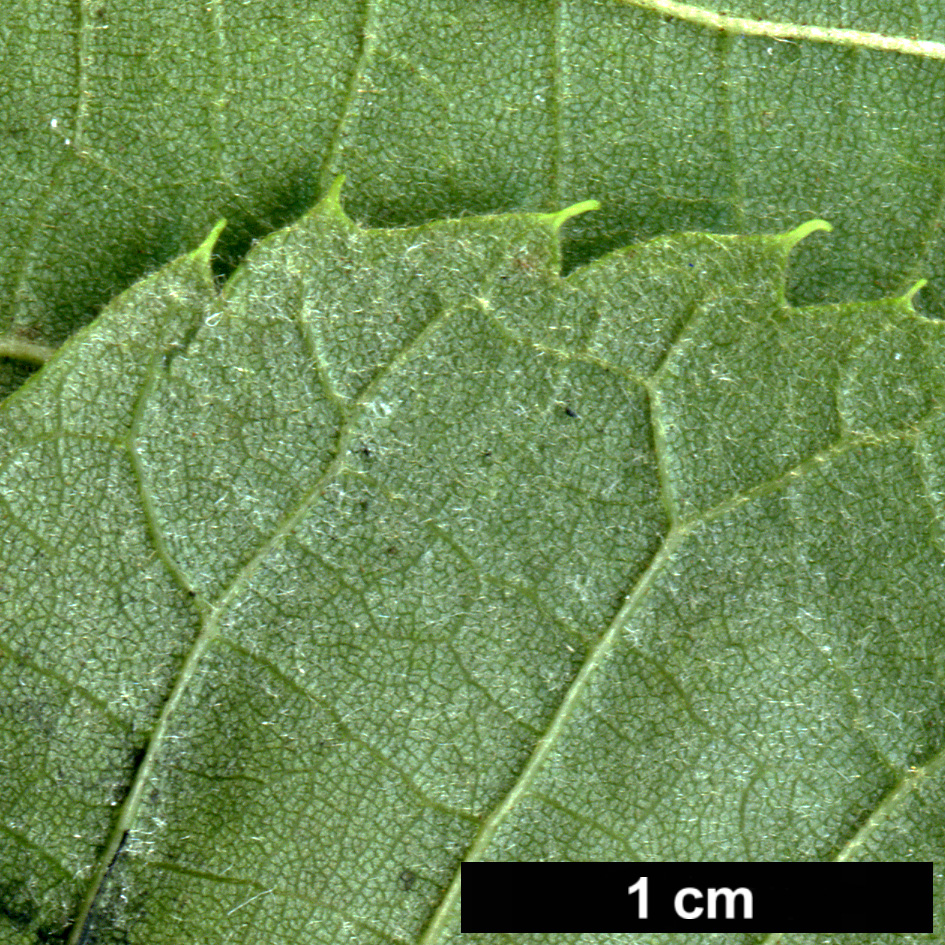 High resolution image: Family: Malvaceae - Genus: Tilia - Taxon: americana - SpeciesSub: var. neglecta